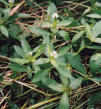 ナガエツルノゲイトウの花
