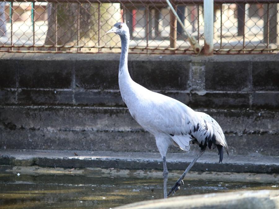 昭和公園動物園で一番長寿なツル