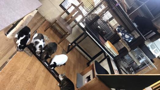 写真：地域の猫