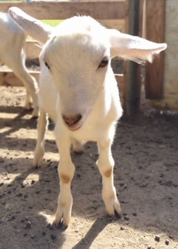 写真：ヤギ