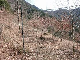 写真：市民の森2（平成24年3月30日）