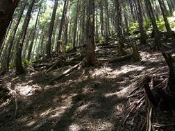 写真：市民の森1（平成24年6月14日午前）