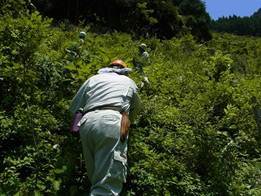 写真：市民の森3（平成24年6月14日午前）