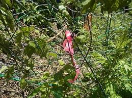 写真：市民の森4（平成24年6月14日午前）