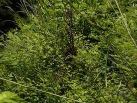 写真：市民の森5（平成24年6月14日午前）