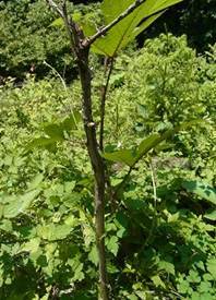 写真：市民の森6（平成24年6月14日午前）