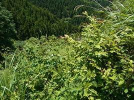 写真：サンショウ