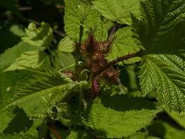 写真：エビガライチゴ