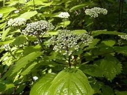 写真：コアジサイ