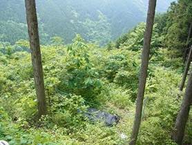 写真：市民の森1（平成24年6月14日午後）