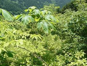 写真：市民の森2（平成24年6月14日午後）