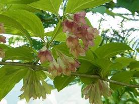 写真：ニシキウツギ