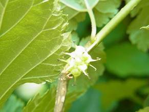 写真：ヤマグワの実