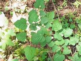 写真：ニガイチゴ