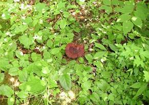 写真：霊芝（マンネンタケ）