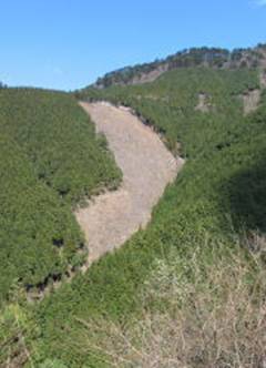 写真：植林した山肌