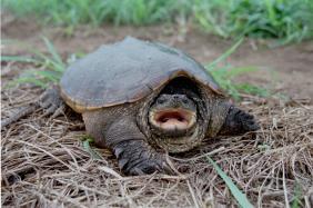 写真：カミツキガメ