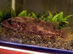 写真：コウライケツギョ