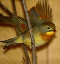 写真：ソウシチョウ