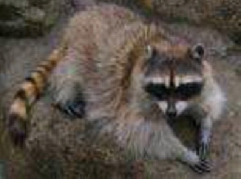 写真：アライグマ