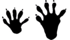 写真：アライグマ足跡