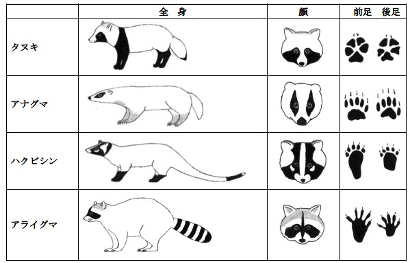 写真：タヌキ・アナグマの見分け方