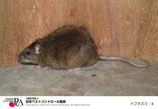 写真：ドブネズミ（公益社団法人日本ペストコントロール協会）
