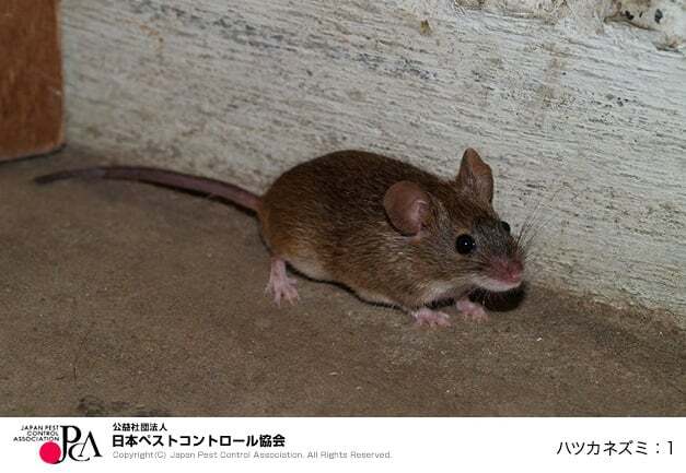 写真：ハツカネズミ（公益社団法人日本ペストコントロール協会）