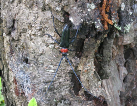 写真：クビアカツヤカミキリ