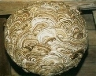 写真：キイロスズメバチの巣