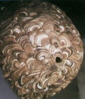 写真：コガタスズメバチの巣