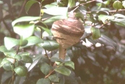 写真：スズメバチの巣（初期）