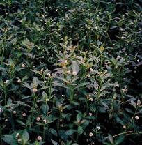 写真：ナガエツルノゲイトウの全体