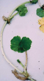 写真：ブラジルチドメグサの葉