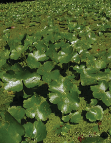 写真：ブラジルチドメグサの全体