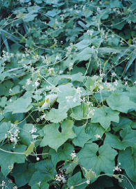 写真：アレチウリの全体