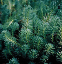 写真：オオフサモの葉の様子