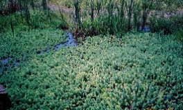 写真：オオフサモの全体