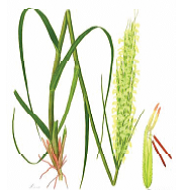 イラスト：スパルティナ・アングリカ