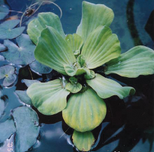 写真：ボタンウキクサの葉