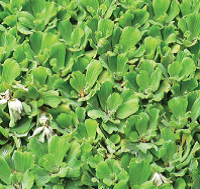 写真：ボタンウキクサの全体