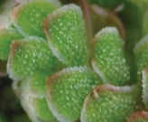 写真：アゾラ・クリスタータの葉