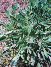 写真：オオキンケイギクの葉