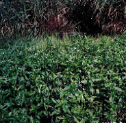 写真：ミズヒマワリの全体