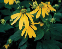 写真：オオハンゴウソウの花