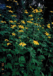 写真：オオハンゴウソウの全体