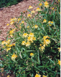 写真：ナルトサワギクの花