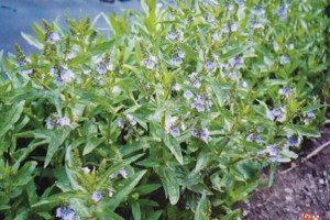 写真：オオカワヂシャ