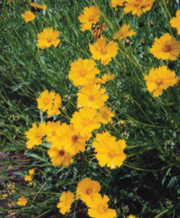 写真：オオキンケイギクの花