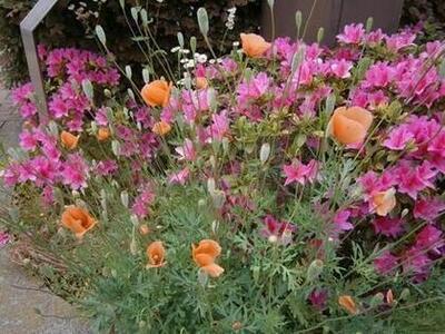 写真：ナガミヒナゲシの花1